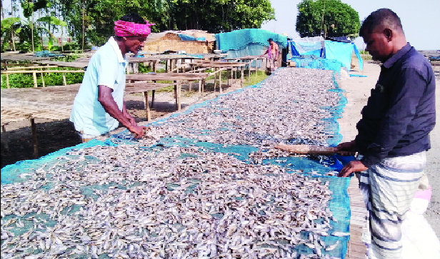 চলনবিলের একটি চাতালে মাছ শুকানো হচ্ছে : নয়া দিগন্ত