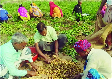 ক্ষেত থেকে আলু তুলছেন চাষিরা : নয়া দিগন্ত