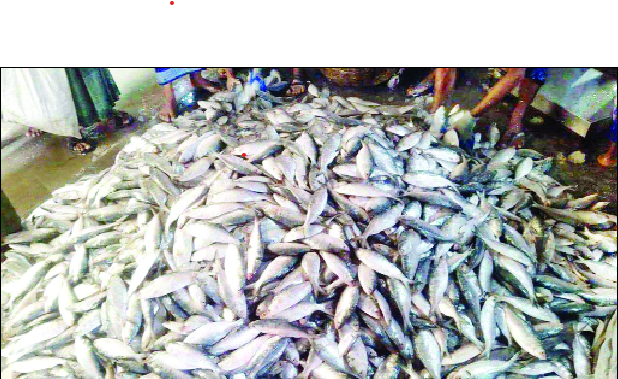 দশমিনায় একটি আড়তে বিক্রির জন্য স্তূপ করে রাখা জাটকা : নয়া দিগন্ত