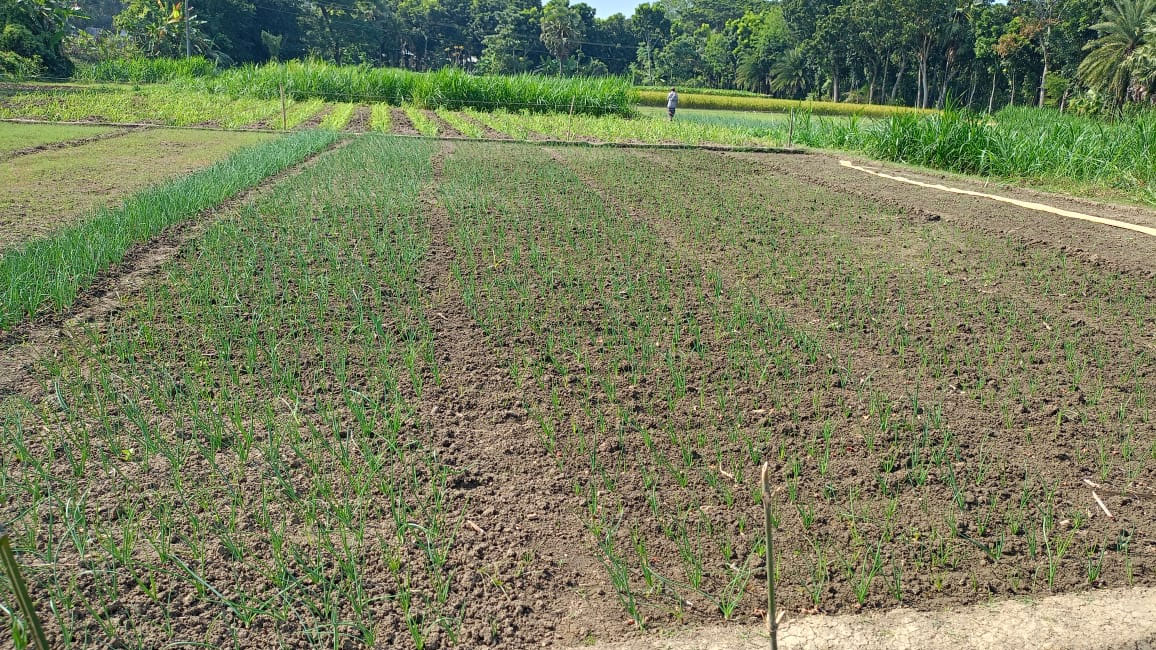 নতুন রোপন করা পেঁয়াজের জমি