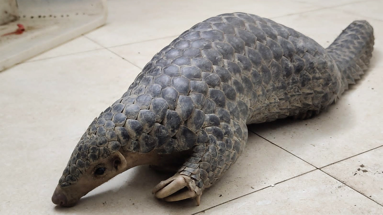 বিপন্ন প্রজাতির বনরুই