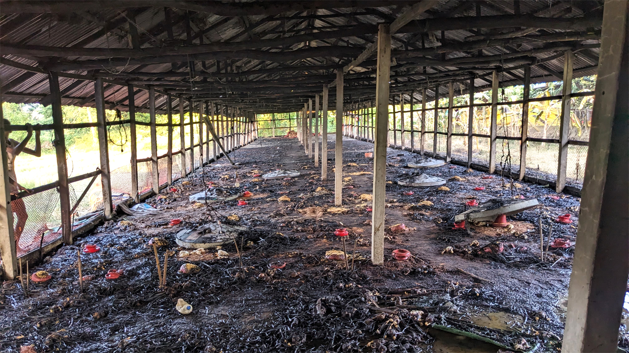 আগুনে পুড়ে অঙ্গার ২৫ শ’ মুরগীর বাচ্চা