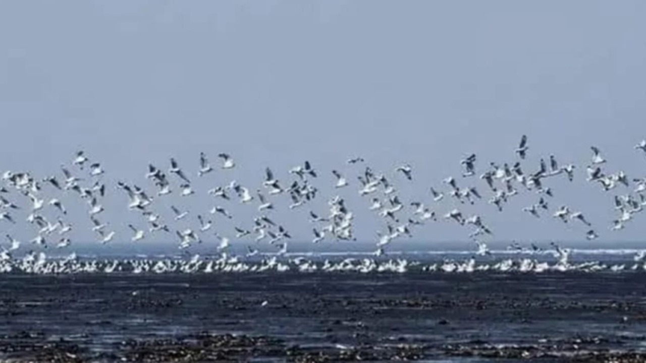 অতিথি পাখির কলকাকলিতে মুখরিত চর বিজয়