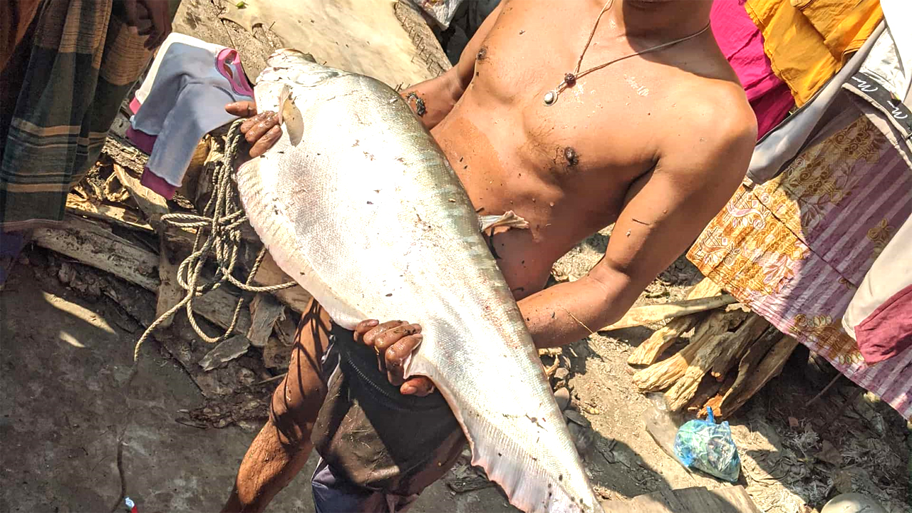 ৫ কেজি ওজনের চিতল