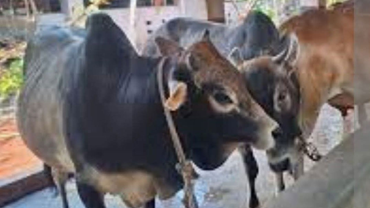 গরু
