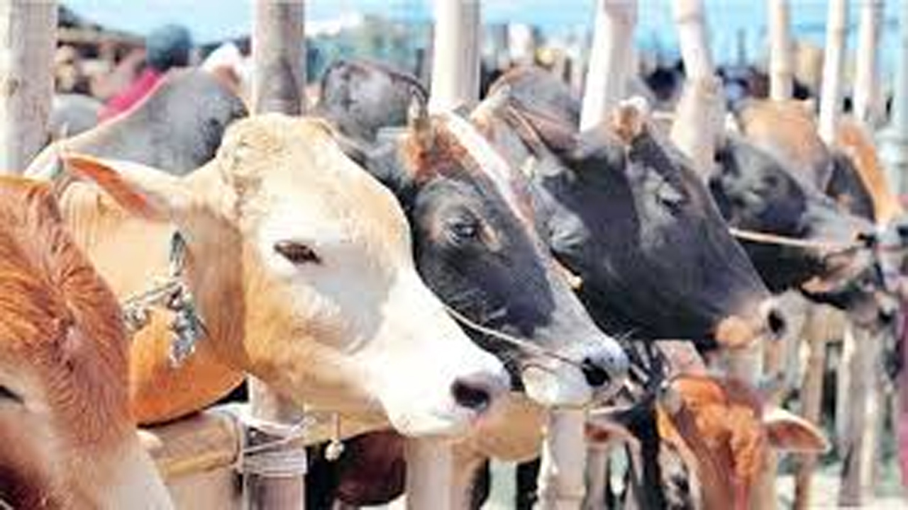 অভিভাবকদের মাঝে গবাদি পশু বিতরণ