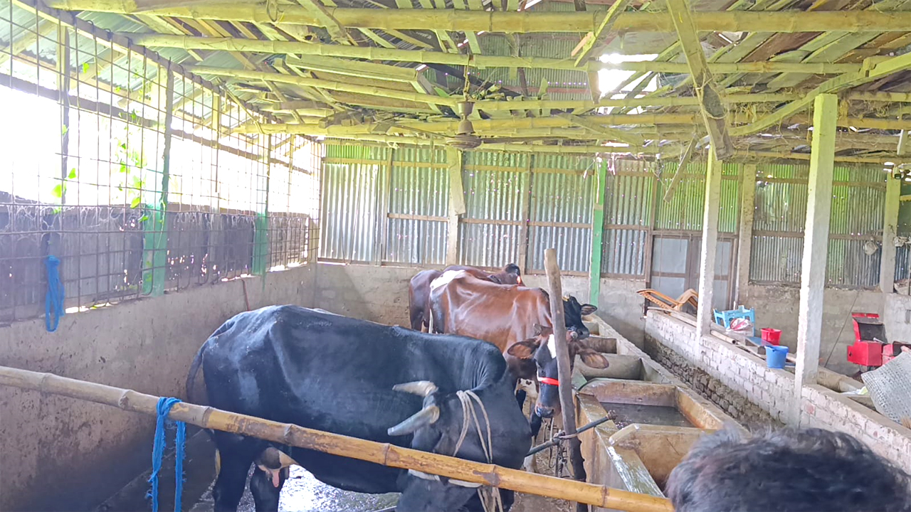 বন্দুক ঠেকিয়ে এতিমখানার ১২ গরু লুট