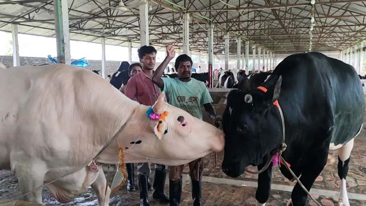 ঠাকুরগাঁও সদর উপজেলার ‘বিসমিল্লাহ অ্যাগ্রো ফার্মে’ বিশেষ পরিচর্যায় বেড়ে ওঠা কালা বাবু’ও ‘ধলা বাবু’
