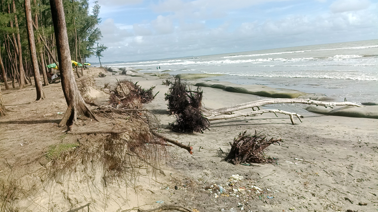 ধীরে ধীরে বিলীন হয়ে যাচ্ছে ঝাউবন