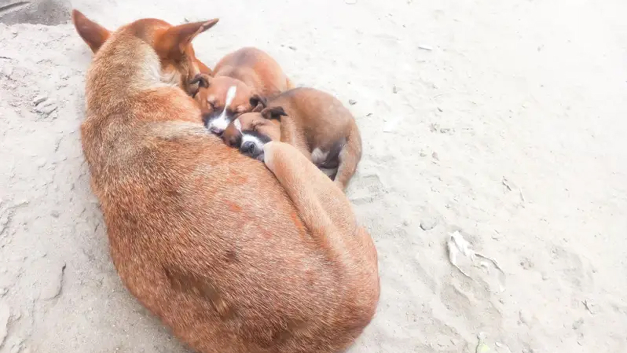 ঈশ্বরদীতে ৮টি কুকুর ছানা বস্তায় ভরে পুকুরে ফেলে মেরে ফেলার ঘটনা সারাদেশের মানুষকে হতবাক করেছে
