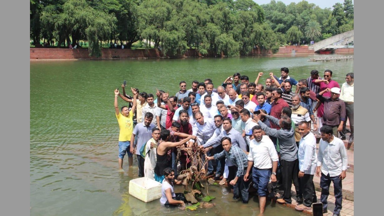 ‘শাপলা ফুলের চারা রোপণ’ করছে ‘আমরা বিএনপি পরিবার’