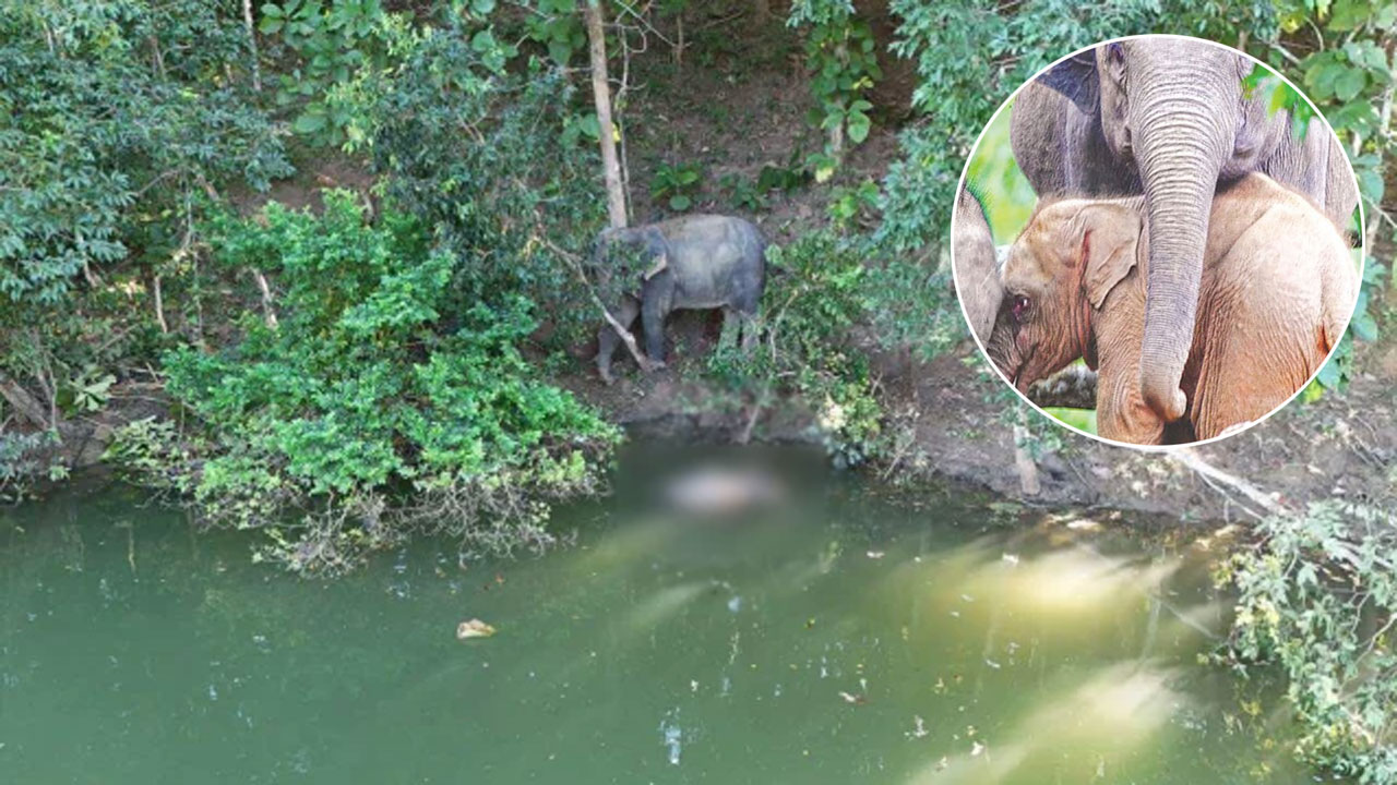 মৃত শাবটির পাশেই দাঁড়িয়ে আছে মা হাতিটি, ইনসেটে সেই গোলাপি হাতিটি