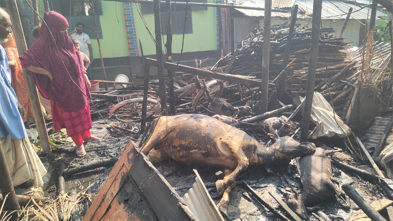 অগ্নিকাণ্ডে গরু ও ছাগল পুড়ে মারা যায়