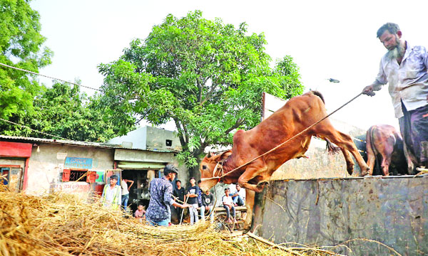 বিভিন্ন জেলা থেকে ঢাকার হাটগুলোতে আসছে কোরবানির পশু  : নয়া দিগন্ত