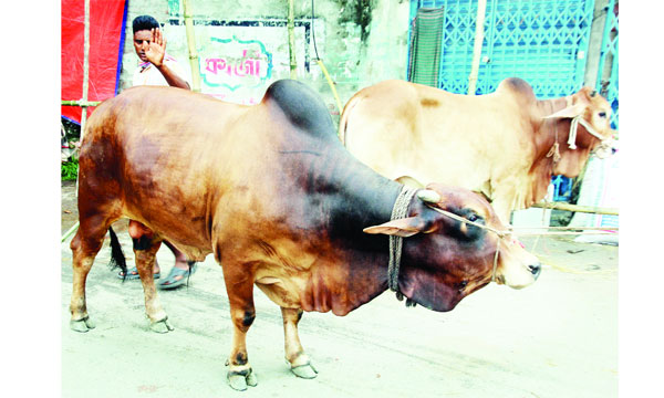 কমলাপুর পশুরহাটের এই গরুটি দাম চাওয়া হচ্ছে ৫ লাখ টাকা  : মোহাম্মদ শরীফ