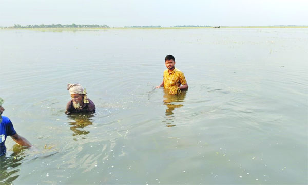 সুনামগঞ্জের জামালগঞ্জ উপজেলায় পাকনা হাওরে ডুবে থাকা ধান কাটার চেষ্টায় দুই কৃষক  : নয়া দিগন্ত