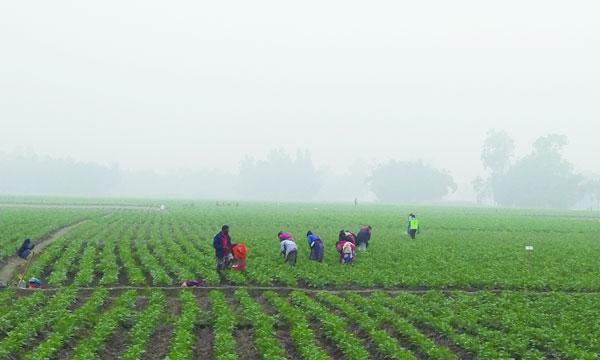 পঞ্চগড়ে ঘন কুয়াশা ও তীব্র শীত উপেক্ষা করে আলু ক্ষেতে কাজ করতে নেমেছেন কৃষিশ্রমিকরা  :  নয়া দিগন্ত