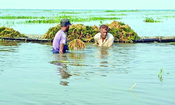মৌলভীবাজারের হাওরে পানিতে ডুবে যাওয়া ধান কেটে নৌকায় তুলছেন দুই কৃষক