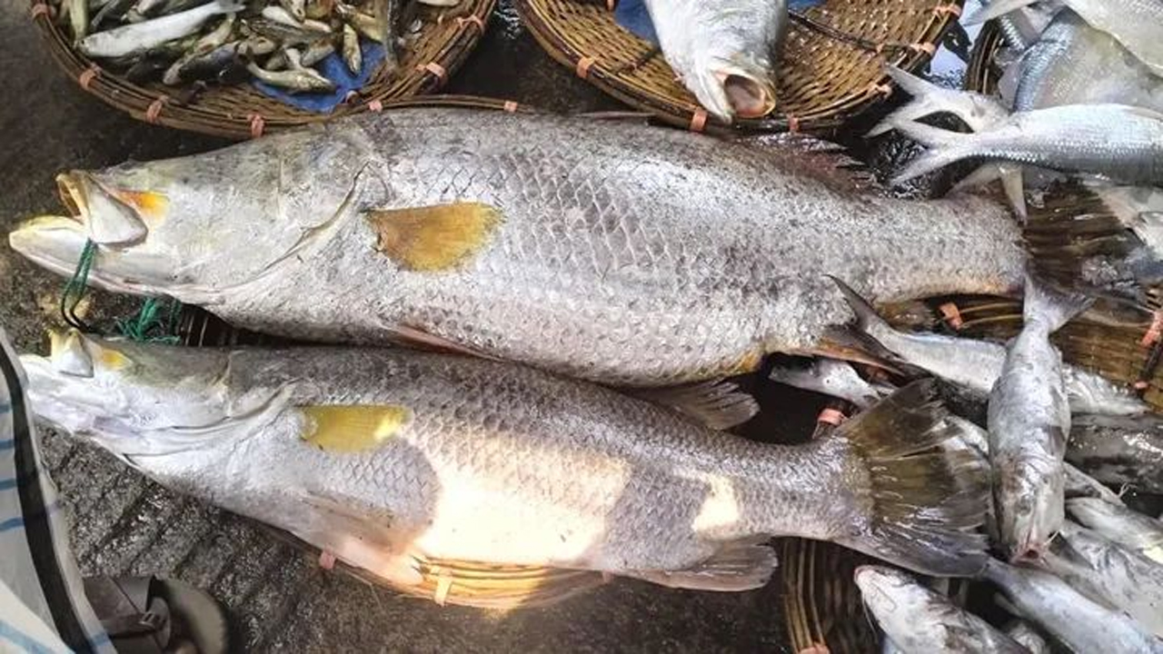 ৩৪ কেজির জোড়া কোরাল