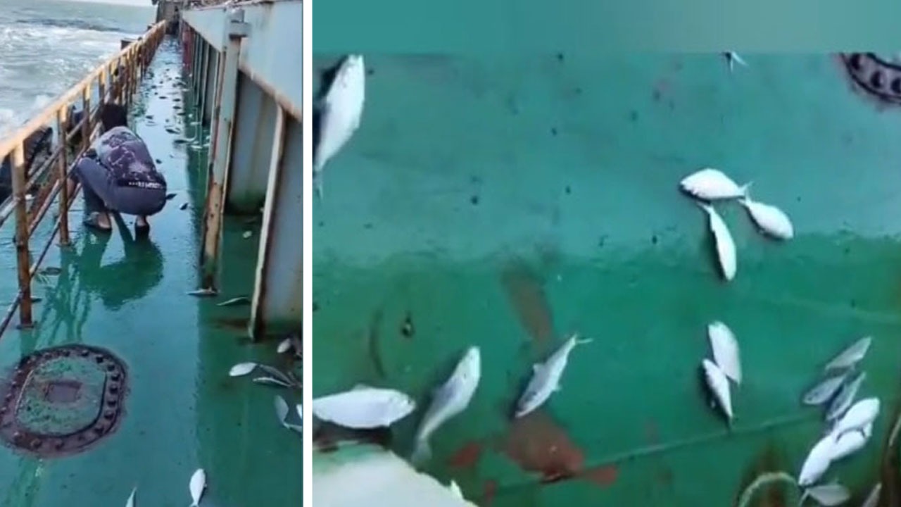 লাফিয়ে জাহাজে ওঠে পড়ে ইলিশ