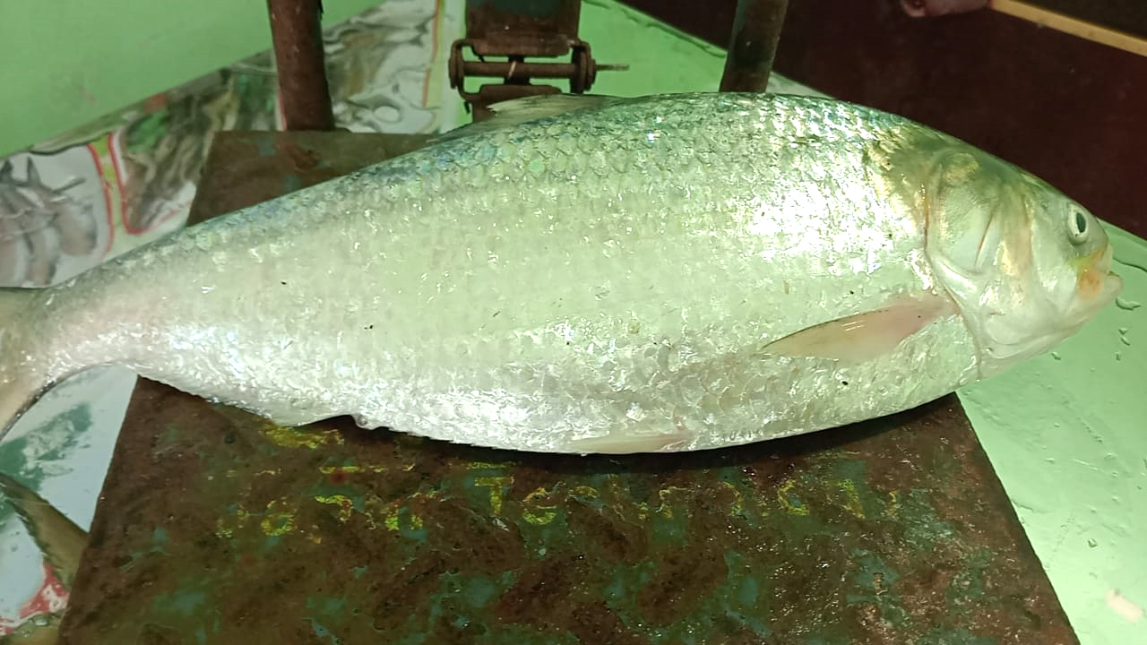 আড়াই কেজি ওজনের ইলিশ