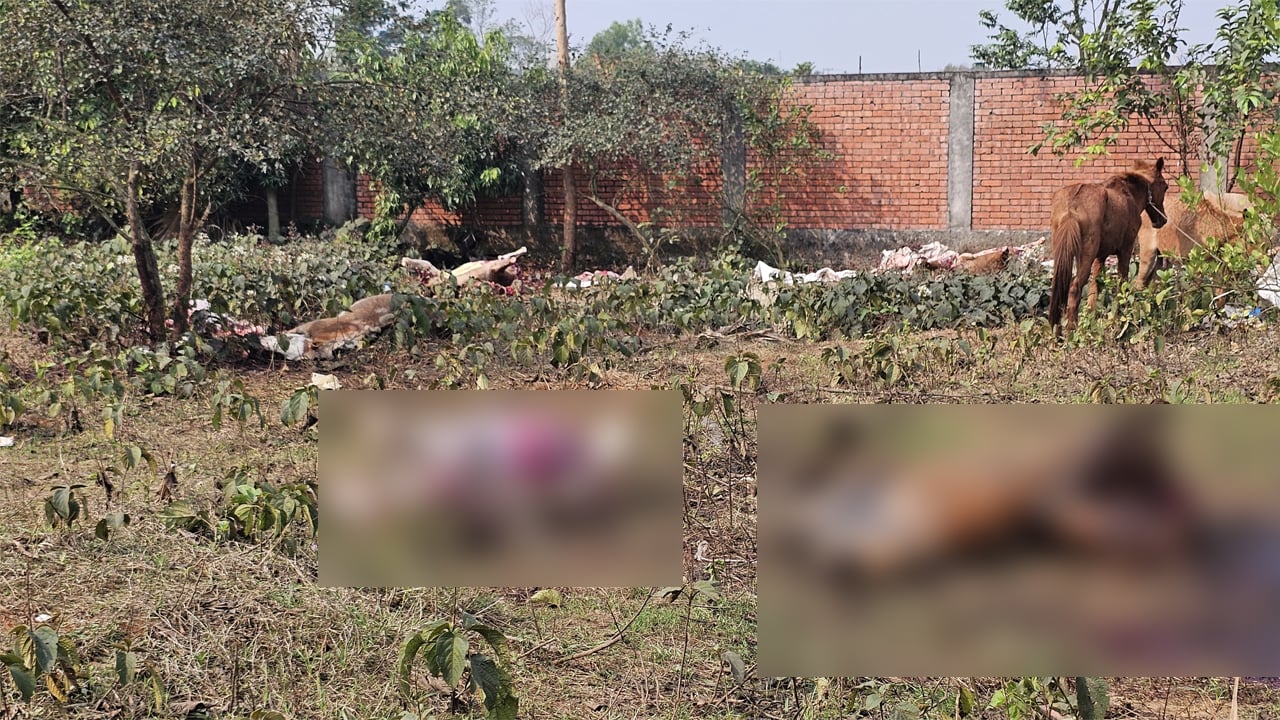 জবাই করা ও জীবিত দুই ধরনের ঘোড়াই উদ্ধার করা হয়