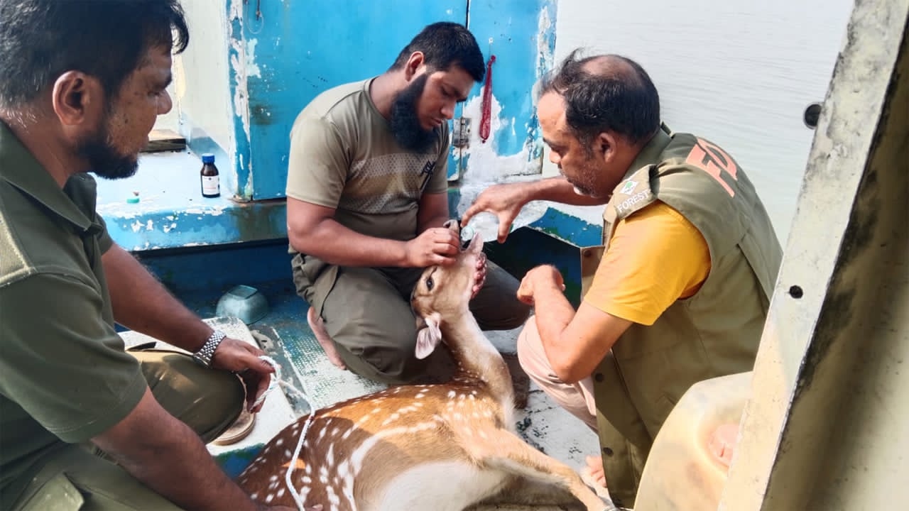 একটি হরিণ কিছুটা আহত থাকায় সেটিকে প্রাথমিক চিকিৎসা দেয়া হয়