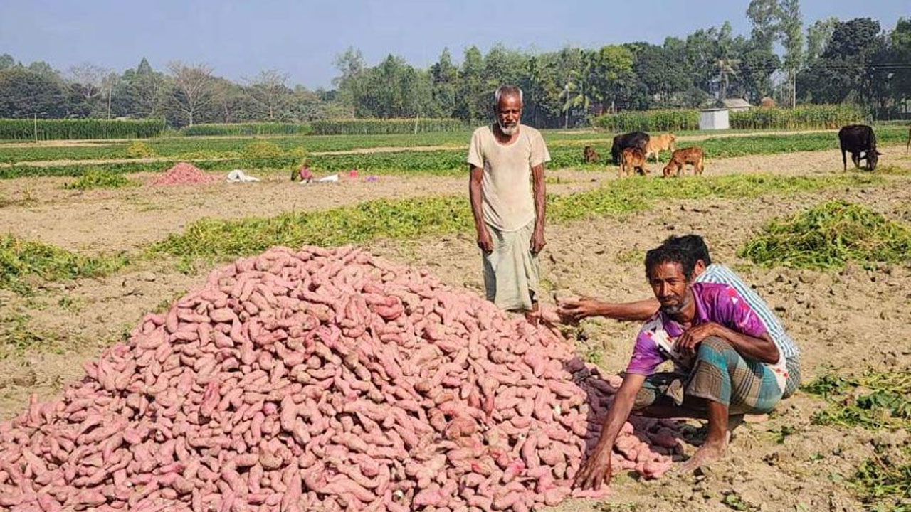 ফসলে ভরে উঠেছে বিস্তীর্ণ চরাঞ্চল