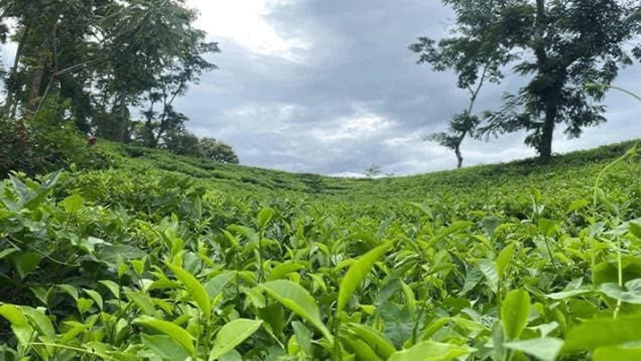 চা বাগান