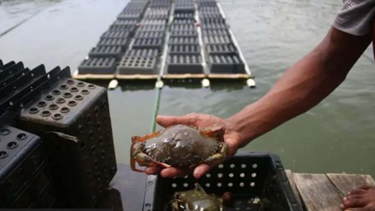 নরম খোলসের কাঁকড়ার চাষ বাড়ছে সাতক্ষীরায়