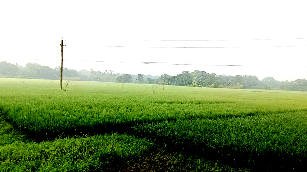 হেমন্তের শান্ত সকালের রূপ