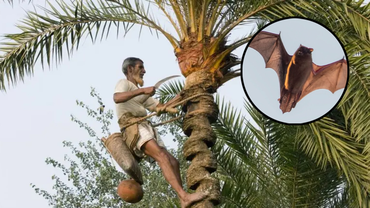 শুধুমাত্র খেজুরের কাঁচা রস না, বাদুড়ের লালা বা প্রস্রাবে দূষিত ফলের মাধ্যমেও নিপাহ ভাইরাস ছড়াতে পারে
