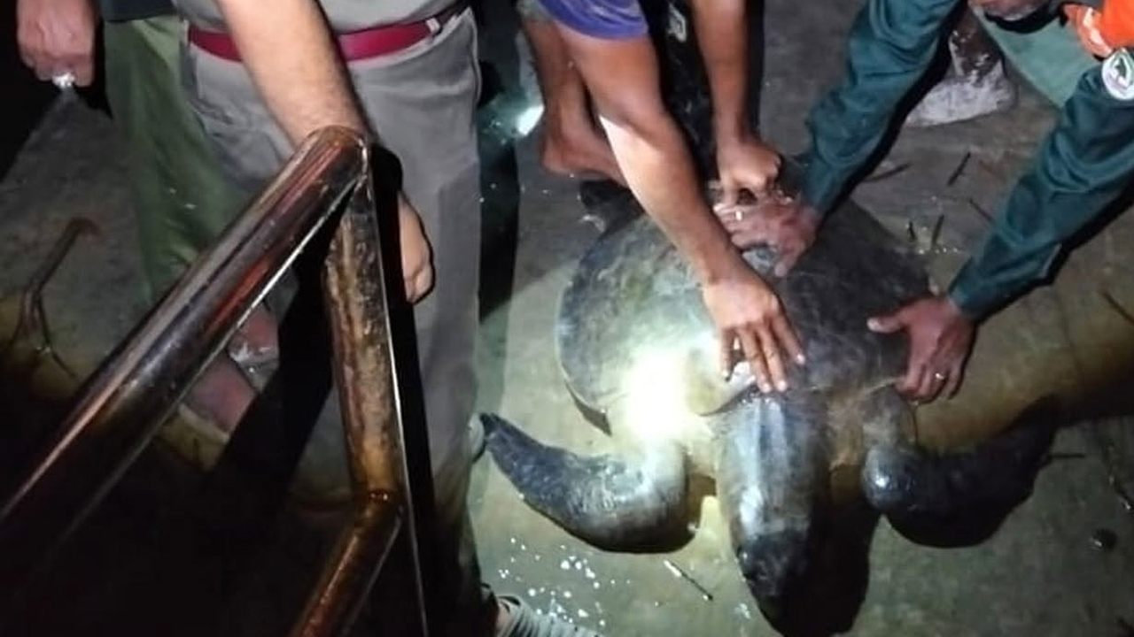 কয়রায় ৩০ কেজি ওজনের সামুদ্রিক কচ্ছপ উদ্ধার করেছে বন বিভাগ
