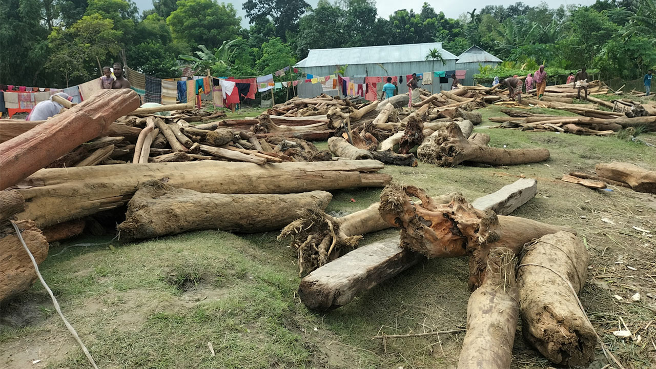 ভূরুঙ্গামারীতে উজান থেকে ভেসে এলো হাজার হাজার গাছের গুঁড়ি
