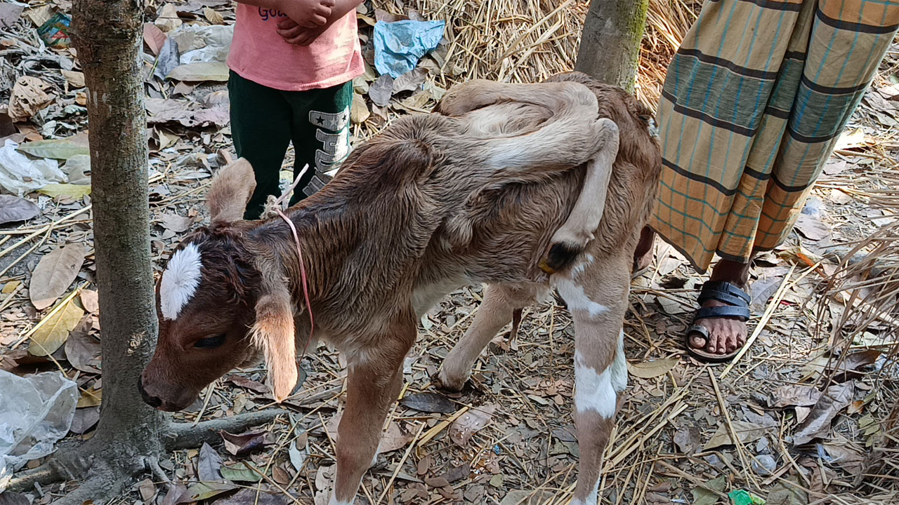ছয় পা বিশিষ্ট বাছুর