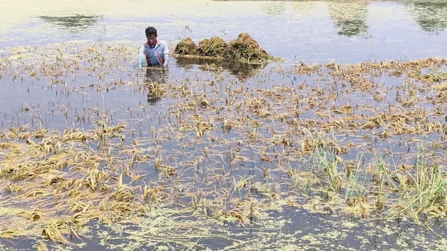 পানির নিচে ধান