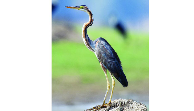 নলের মতো লম্বা গলার বেগুনি বক