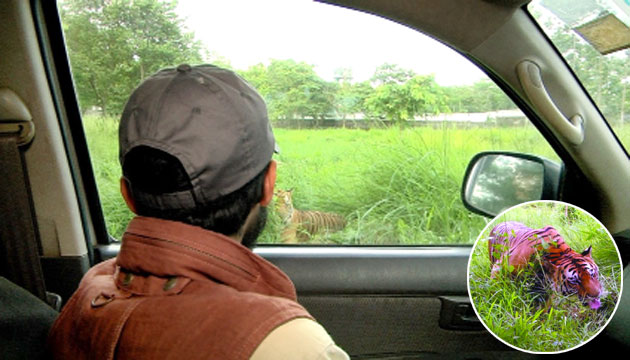 টাইগারের মুখোমুখি