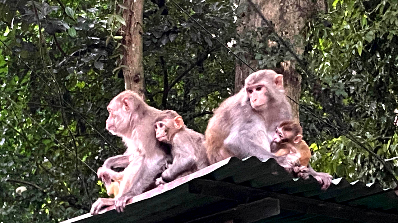 খাবার সঙ্কটে কমলগঞ্জে বেড়েছে বানরের উৎপাত