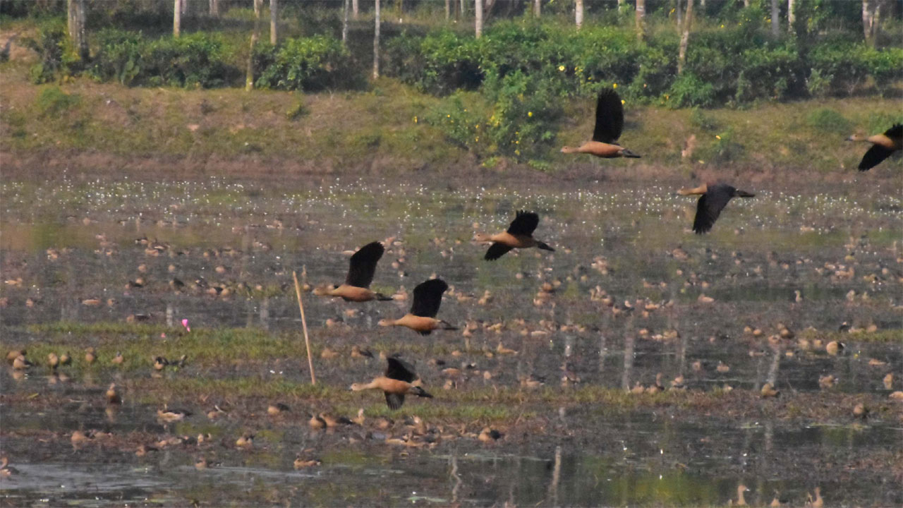 মৌলভীবাজারে পরিযায়ী পাখি