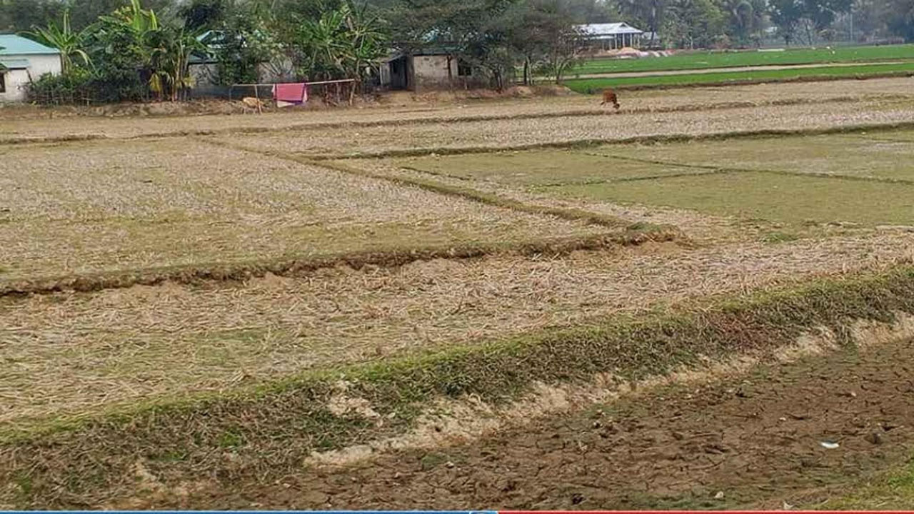 পতিত ফসলের মাঠ