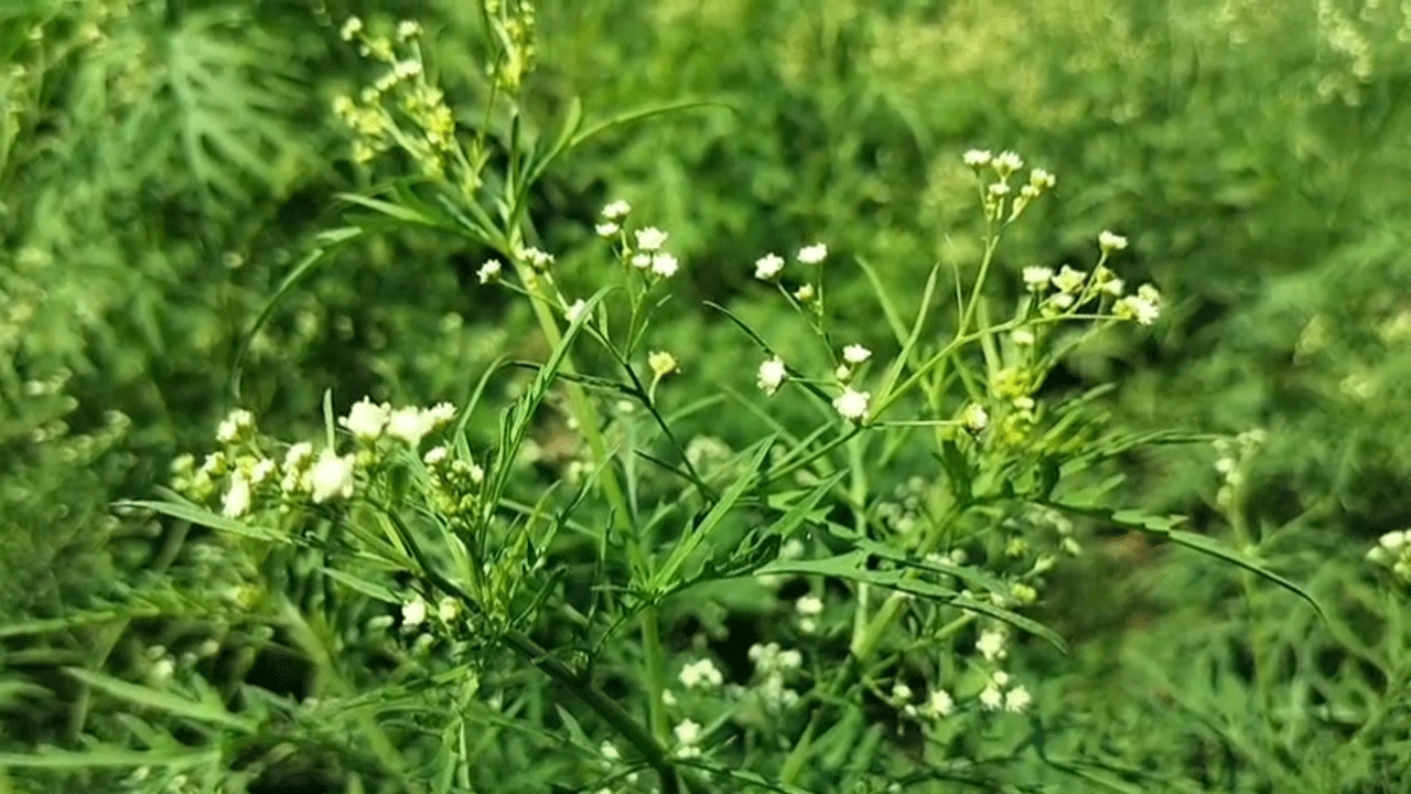 বিষাক্ত পার্থেনিয়াম উদ্ভিদ