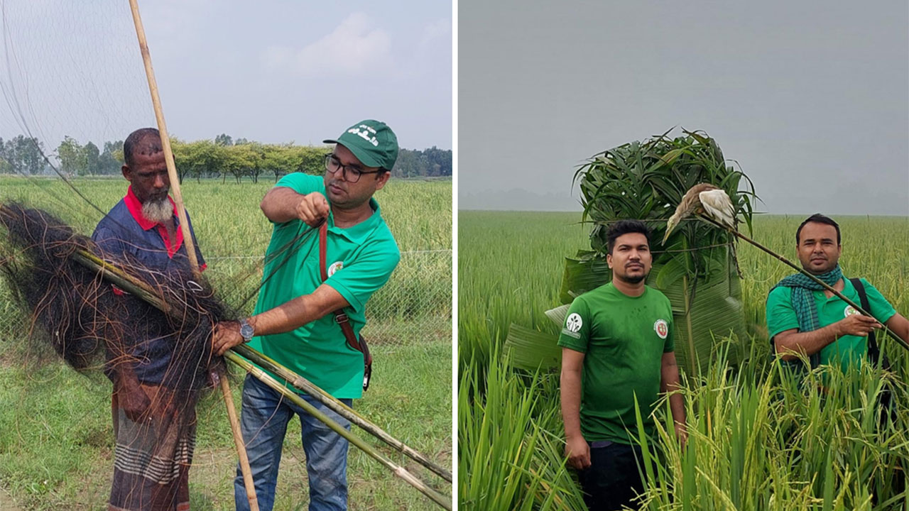 সিংড়ার চলনবিলে ফাঁদ ও জাল থেকে পাখি উদ্ধার ও অবমুক্ত করা হয়েছে