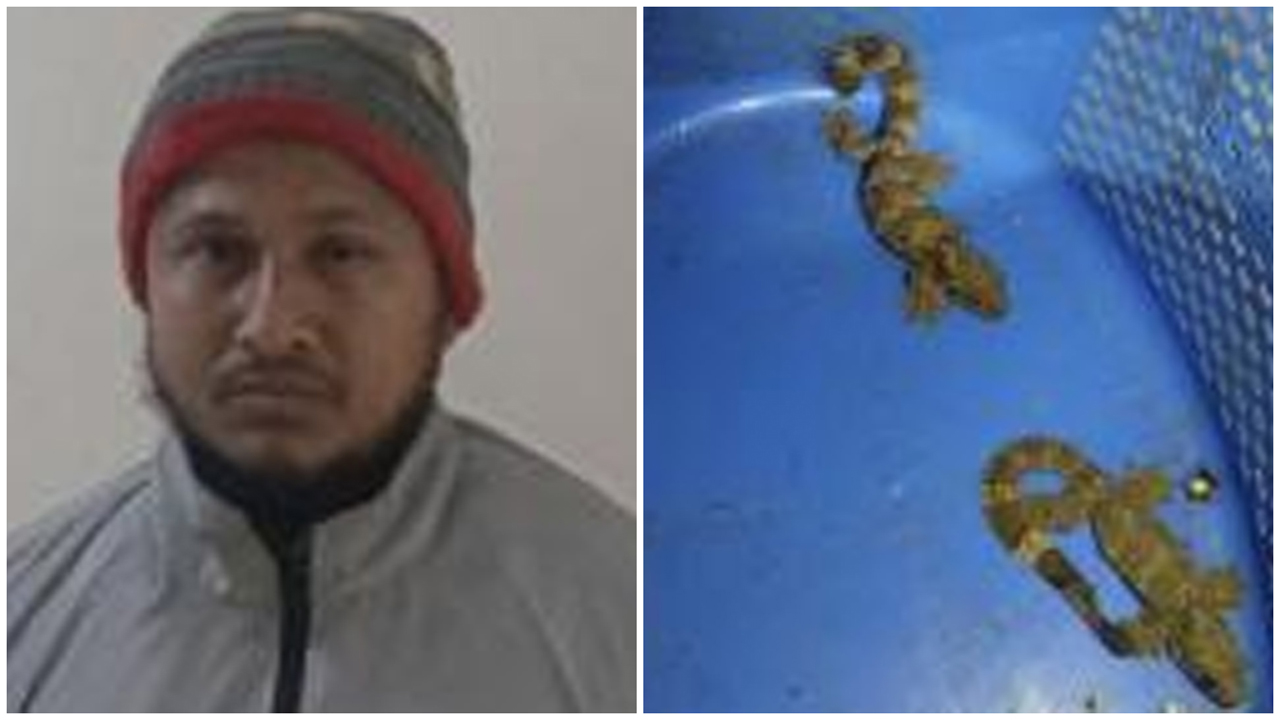 তক্ষকসহ আটক বদরুল ইসলাম