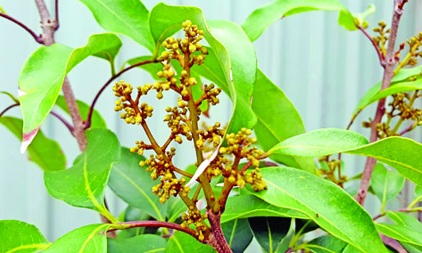 বসন্তের হাওয়ায় দোলা দেয় লিচুর সোনালি মুকুল : মো: আবদুস সালিম