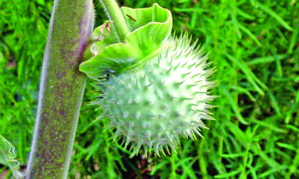 ধুতরাগাছ