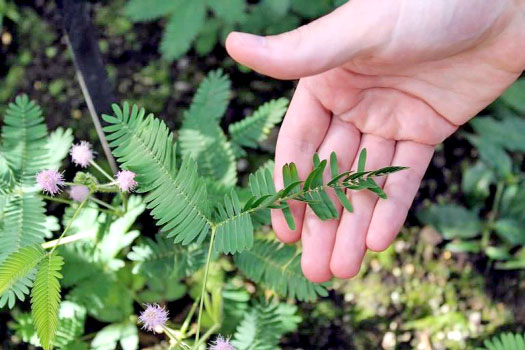 লজ্জাবতী গাছ