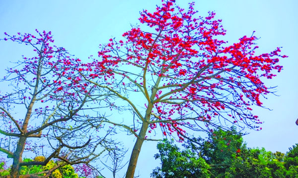 বসন্তের সাজে প্রকৃতি : মুহিব্বুল্লাহ কাফি