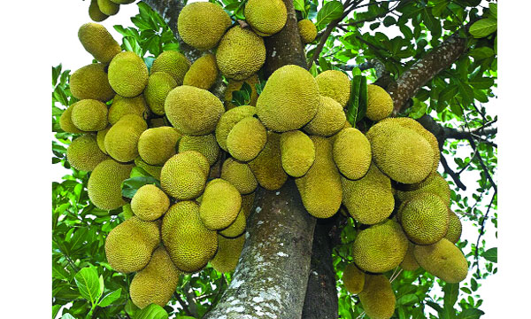 বড়ত্বের গৌরবে আমাদের কাঁঠাল : আয়াজ আহমদ বাঙালি