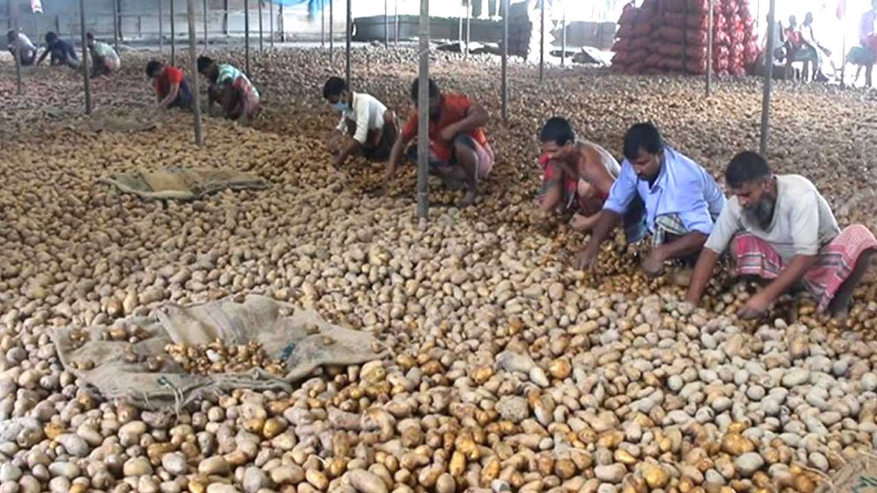 আলু বাছাই কাজে ব্যস্ত চাষিরা